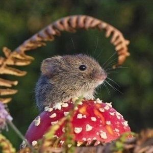 Meet your Posher, Mackenzie